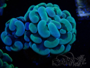 WYSIWYG Euphyllia paraancora (Marikultur akklimatisiert unter LED)