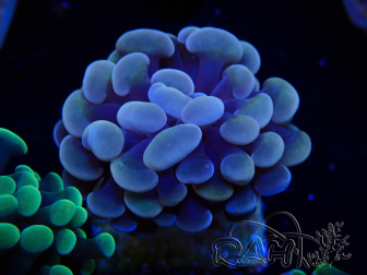 WYSIWYG Euphyllia paraancora (Mariculture acclimaté sous LED)