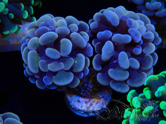 WYSIWYG Euphyllia paraancora (Mariculture acclimated under LED)