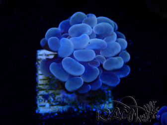 WYSIWYG Euphyllia paraancora (Maricultura aclimatada bajo LED)