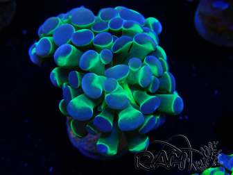 WYSIWYG Euphyllia paraancora (Mariculture acclimaté sous LED)