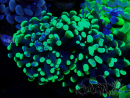 WYSIWYG Euphyllia paraancora (Mariculture acclimaté sous LED) 4J3
