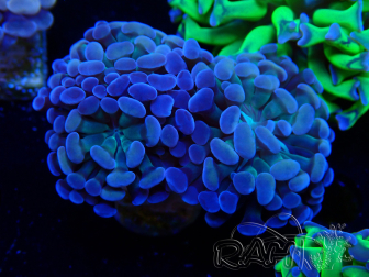 WYSIWYG Euphyllia paraancora (Maricultura acclimatata sotto LED)