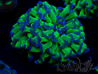 WYSIWYG Euphyllia paraancora (Mariculture acclimaté sous LED) 4J5