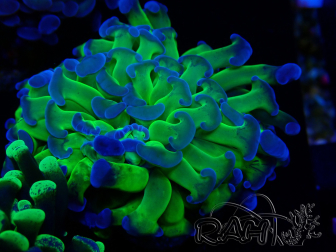 WYSIWYG Euphyllia paraancora (Mariculture acclimated under LED)