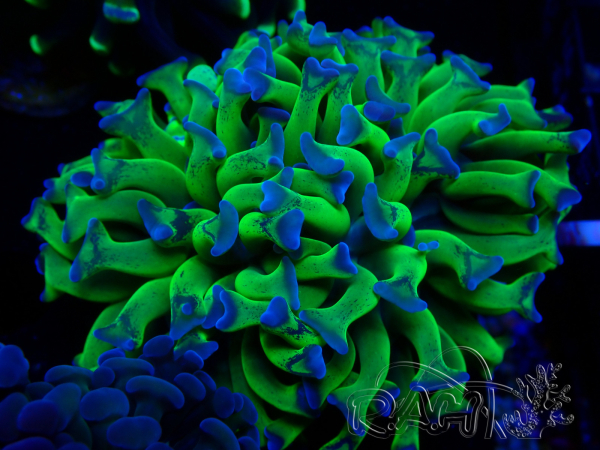 WYSIWYG Euphyllia paraancora (Mariculture acclimated under LED)
