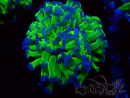WYSIWYG Euphyllia paraancora (Mariculture acclimaté sous LED) 4J10