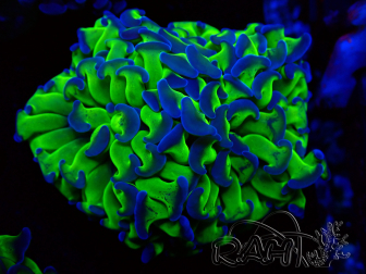 WYSIWYG Euphyllia paraancora (Maricultura aclimatada bajo LED)
