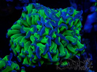 WYSIWYG Euphyllia paraancora (Maricultura aclimatada bajo LED)