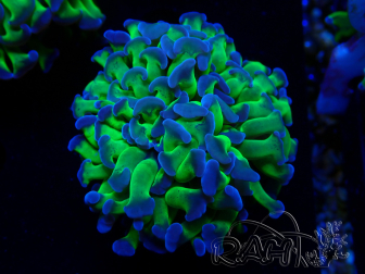 WYSIWYG Euphyllia paraancora (Mariculture acclimaté sous LED)
