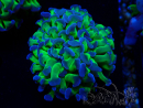 WYSIWYG Euphyllia paraancora (Mariculture acclimaté sous LED)