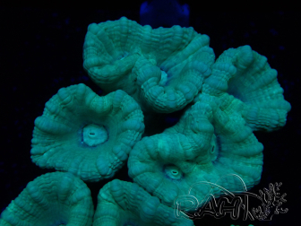 WYSIWYG Caulastrea furcata Grey/Blue