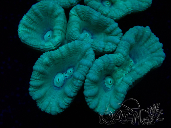WYSIWYG Caulastrea furcata Gris/Azul