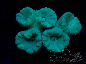 WYSIWYG Caulastrea furcata Grey/Blue