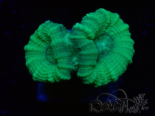 WYSIWYG Caulastrea furcata Grey/Blue