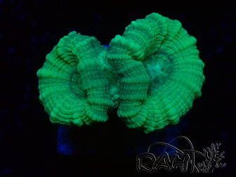 WYSIWYG Caulastrea furcata Gris/Azul