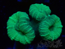 WYSIWYG Caulastrea furcata Grau/Blau