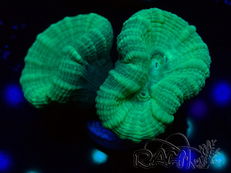 WYSIWYG Caulastrea furcata Grey/Blue