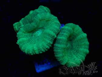WYSIWYG Caulastrea furcata Grigio/Blu