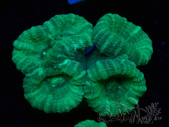 WYSIWYG Caulastrea furcata Grau/Blau