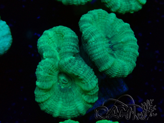 WYSIWYG Caulastrea furcata Grau/Blau