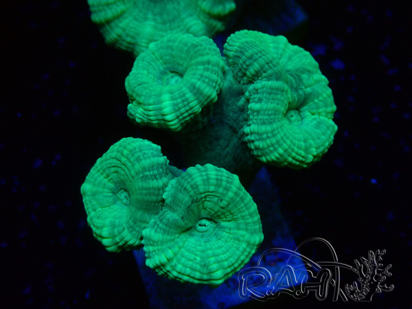 WYSIWYG Caulastrea furcata Grau/Blau