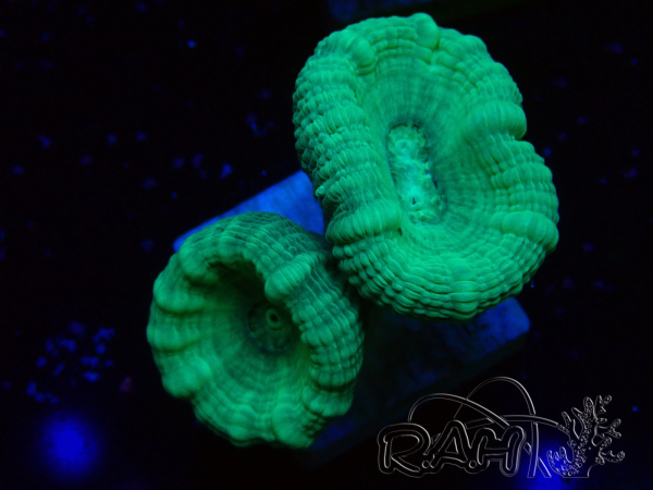 WYSIWYG Caulastrea furcata Grey/Blue