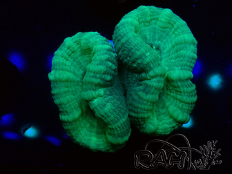 WYSIWYG Caulastrea furcata Grau/Blau