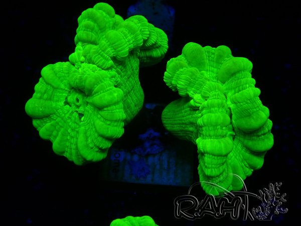 WYSIWYG Caulastrea furcata Gelb