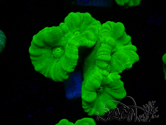 WYSIWYG Caulastrea furcata Amarillo