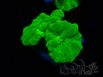 WYSIWYG Caulastrea furcata Gelb