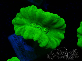WYSIWYG Caulastrea furcata Gelb
