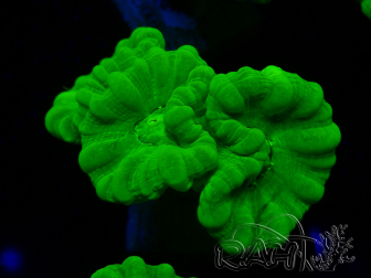 WYSIWYG Caulastrea furcata Yellow
