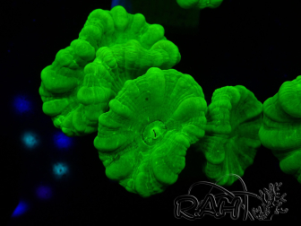 WYSIWYG Caulastrea furcata Giallo