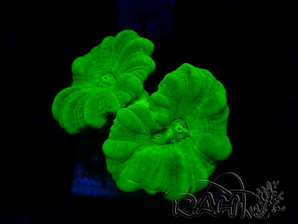WYSIWYG Caulastrea furcata Yellow