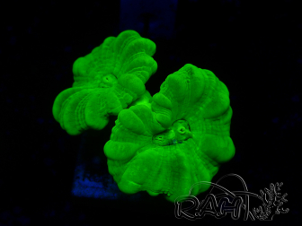 WYSIWYG Caulastrea furcata Gelb