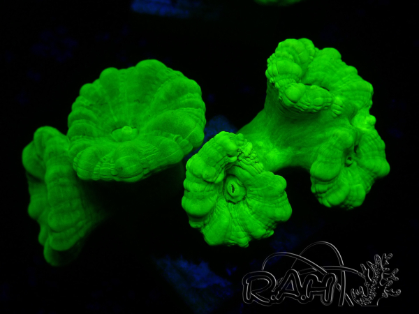 WYSIWYG Caulastrea furcata Yellow 8