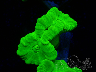 WYSIWYG Caulastrea furcata Gelb