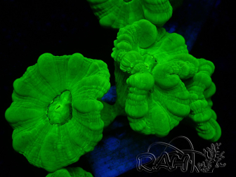 WYSIWYG Caulastrea furcata Amarillo