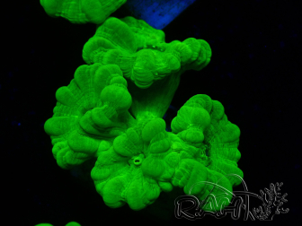 WYSIWYG Caulastrea furcata Giallo