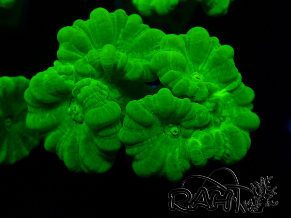 WYSIWYG Caulastrea furcata Yellow