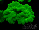 WYSIWYG Caulastrea furcata Giallo
