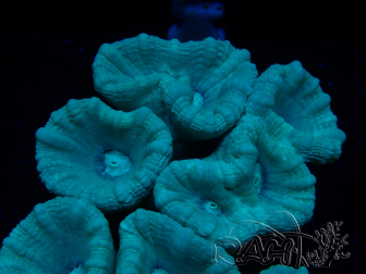 WYSIWYG Caulastrea furcata Grau/Blau