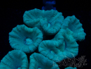 WYSIWYG Caulastrea furcata Grau/Blau