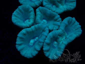 WYSIWYG Caulastrea furcata Grey/Blue