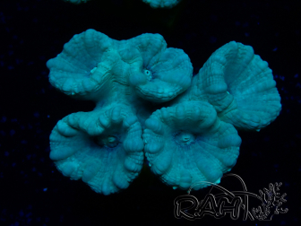 WYSIWYG Caulastrea furcata Grigio/Blu 123