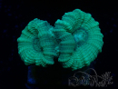 WYSIWYG Caulastrea furcata Grey/Blue