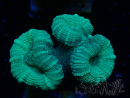 WYSIWYG Caulastrea furcata Grey/Blue