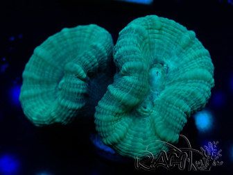 WYSIWYG Caulastrea furcata Green/Blue 12N6