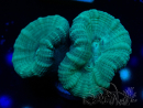WYSIWYG Caulastrea furcata Green/Blue 12N6